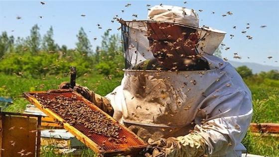التنسيقية الوطنية للتنظيمات المهنية لمربي النحل بالمغرب تدق ناقوس الخطر