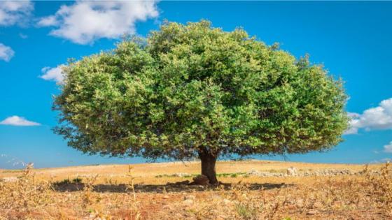 العالم يحتفي بالذكرى الثانية لليوم العالمي لشجرة الأركان، كنز المغرب المتفرد