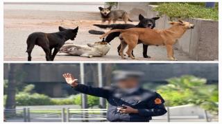 وجدة…وفاة ضابط أمن في حادث مأساوي بسبب تعرضه لهجوم مفاجئ من كلاب ضالة