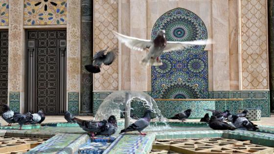  في أول تجربة من نوعها.. الاستعانة بـ”صقور الشاهين” لوقف تكاثر الحمام بمسجد الحسن الثاني