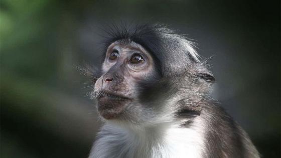 رصد أول إصابة بفيروس “جدري القرود” في بريطانيا