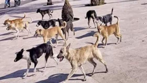 معضلة الكلاب الضالة وخاصة كلاب البدبول المتوحشة تغزو شوارع وأزقة مدينة الخميسات