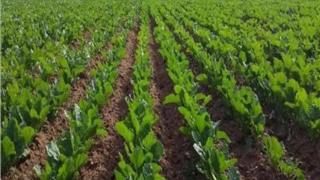 في تحولات المشهد الزراعي بمنطقة الغرب..نموذجا بعض الجماعات التربية بإقليم سيدي قاسم