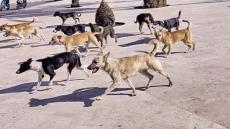 الكلاب الضالة…تهديد يومي يؤرق ساكنة مدينة وجدة