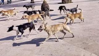 الكلاب الضالة…تهديد يومي يؤرق ساكنة مدينة وجدة