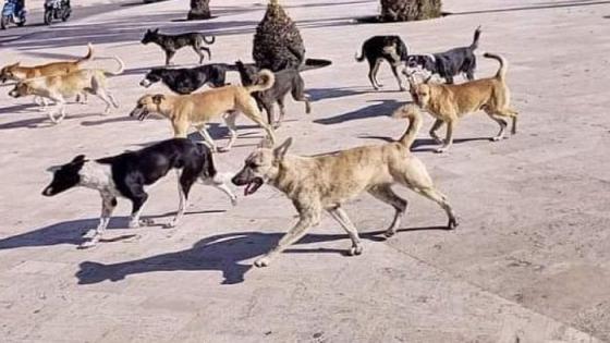 الكلاب الضالة…تهديد يومي يؤرق ساكنة مدينة وجدة