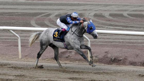 مراكش تستضيف مهرجان سباقات الخيول العربية الأصيلة