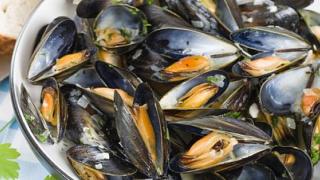 وزارة الصيد البحري تمنع جمع وتسويق الصدفيات وتحذر من استهلاكها